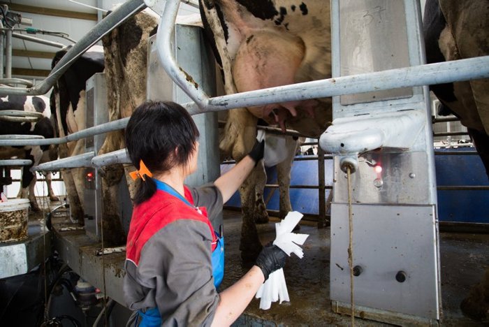 Un premier salarié nettoie les pis des vaches à leur entrée dans le roto.